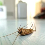 How to Identify Common Home Pests Found in Costa Mesa