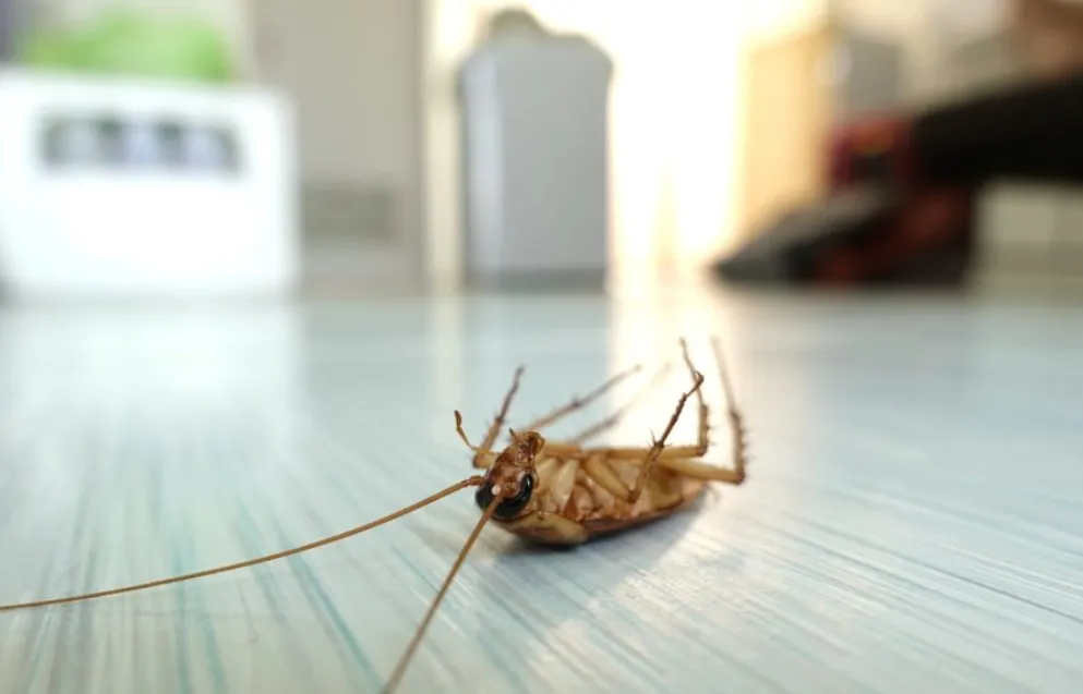 How to Identify Common Home Pests Found in Costa Mesa