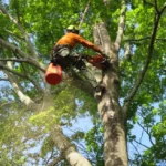 From Overgrown to Oasis The Power of Professional Tree Cutting