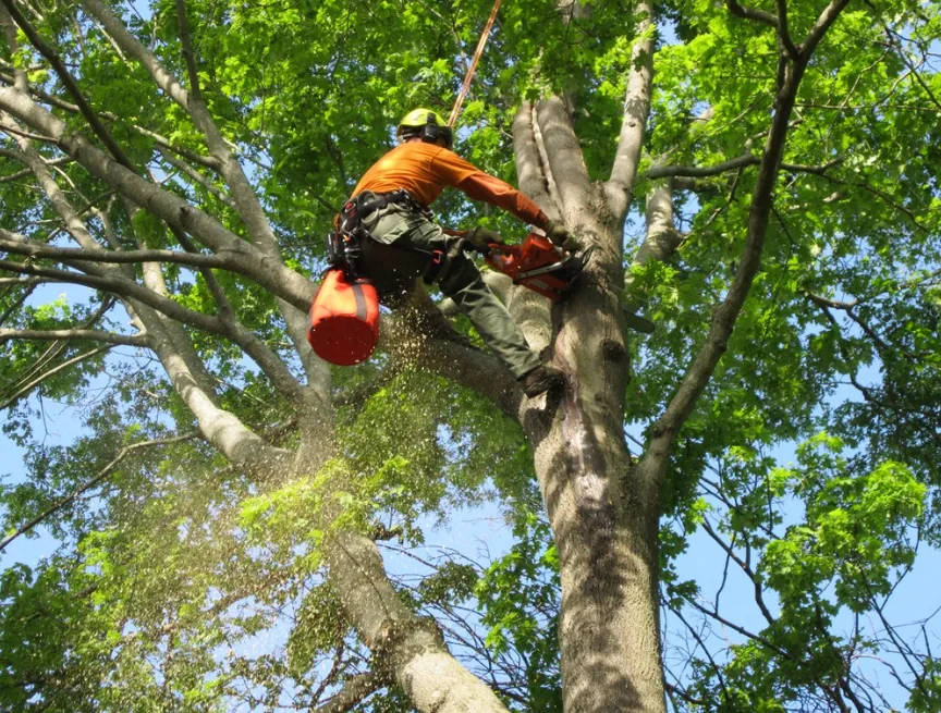 From Overgrown to Oasis The Power of Professional Tree Cutting