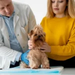 Planning Disability Protection Before Opening Your Own Vet Practice