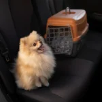 How a Pet-Friendly Private Jet Makes Pet Travel Easier