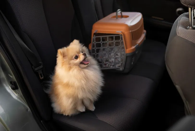 How a Pet-Friendly Private Jet Makes Pet Travel Easier